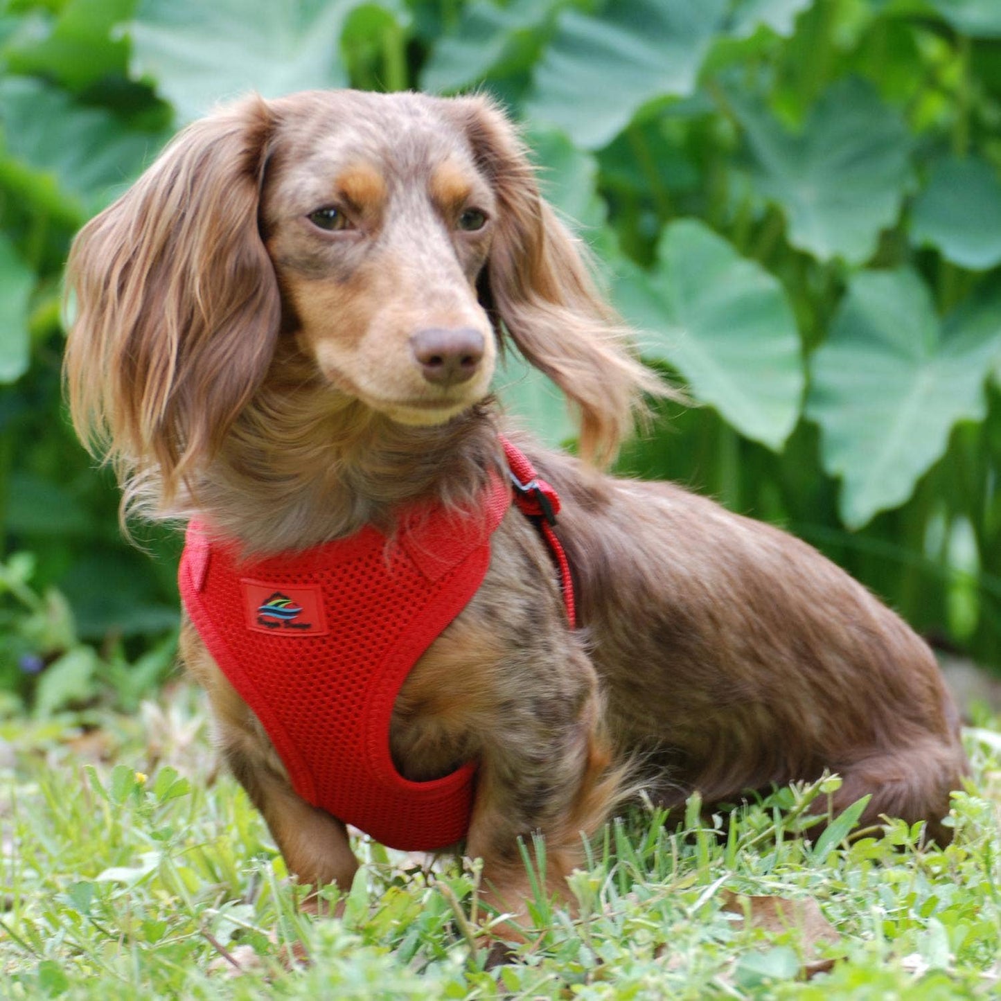 Wrap & Snap Choke Free Dog Harness - Flame Red