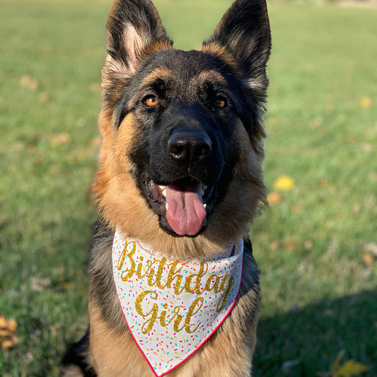 Dog Birthday Bandana |  Birthday Girl | Pet Bandana | Party