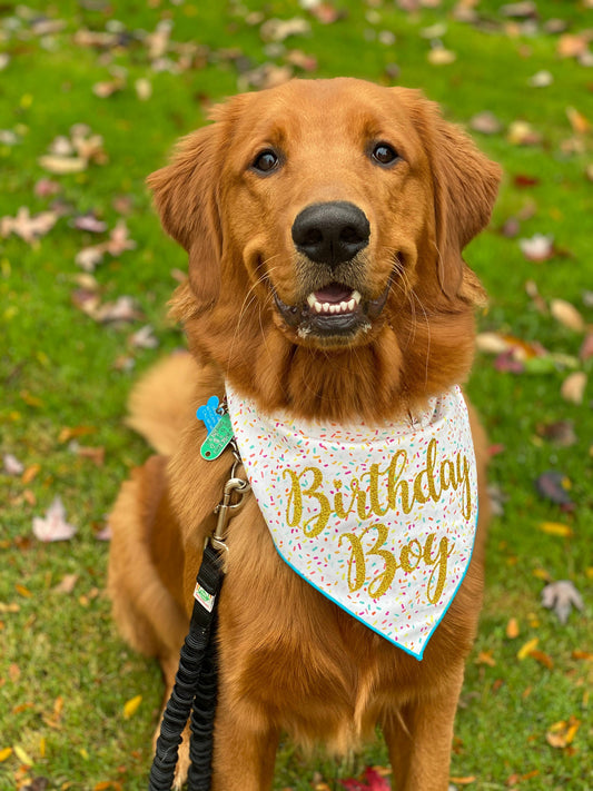 Dog Birthday Bandana |  Birthday Boy | Pet Bandana | Party
